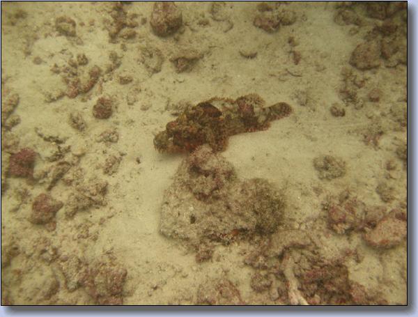 105. Stonefish ved Racha Noi.jpg